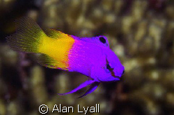 Fairy basslet by Alan Lyall 